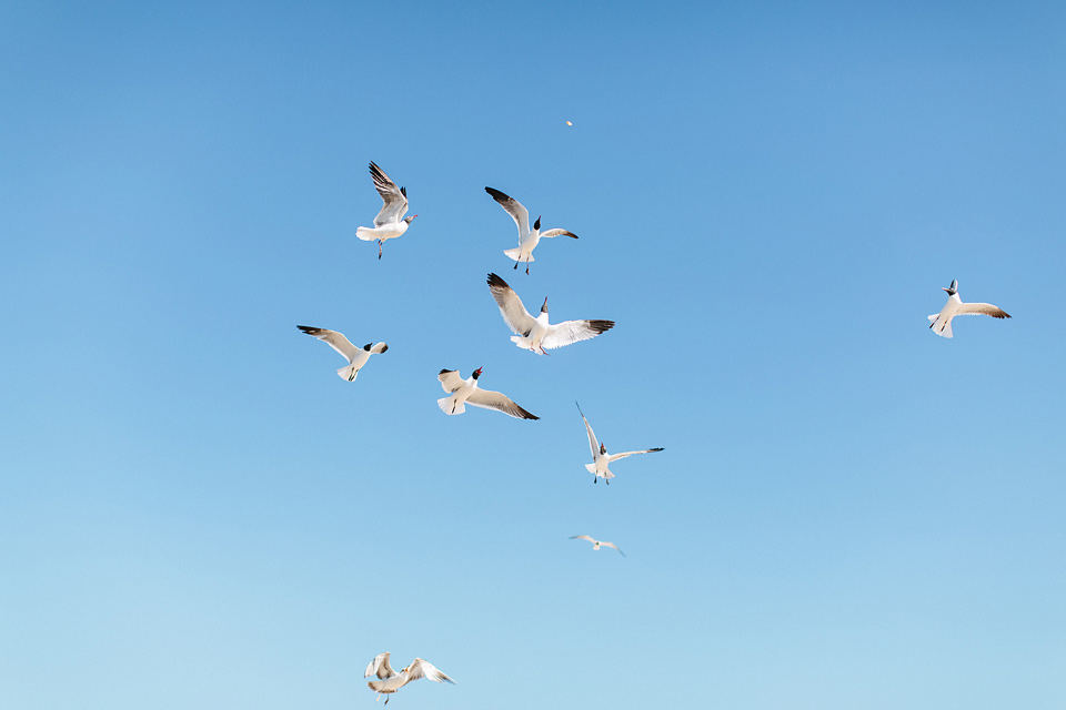 Pauline_Romain_Engagement_NewYork_WEB_JeanLaurentGaudy_024