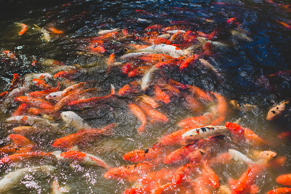 Guadeloupe_JeanLaurentGaudy_005