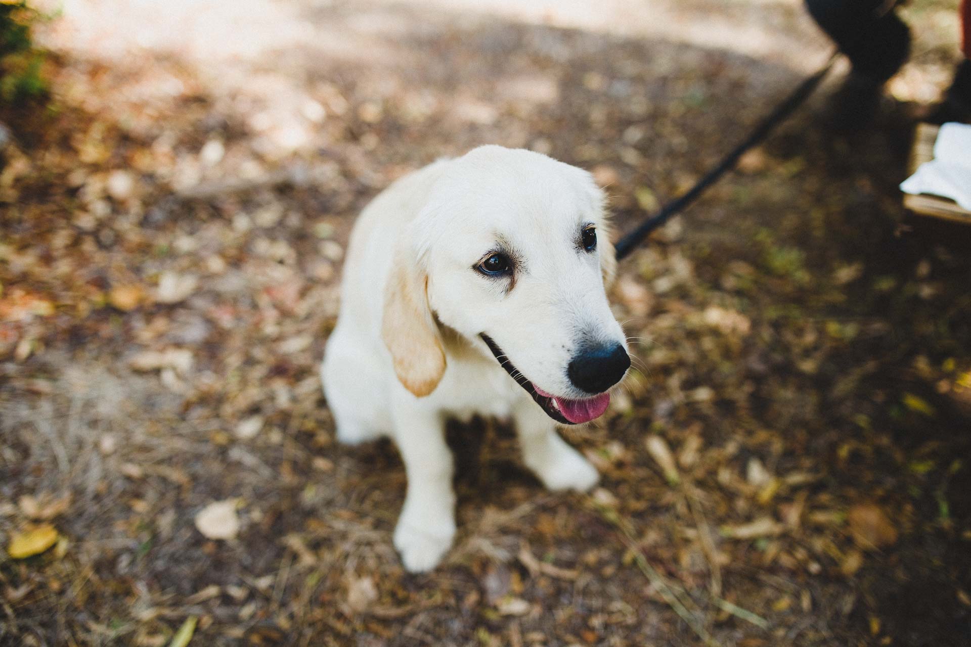 Lea & David Americana Folk Wedding France by Jean-Laurent Gaudy Photography
