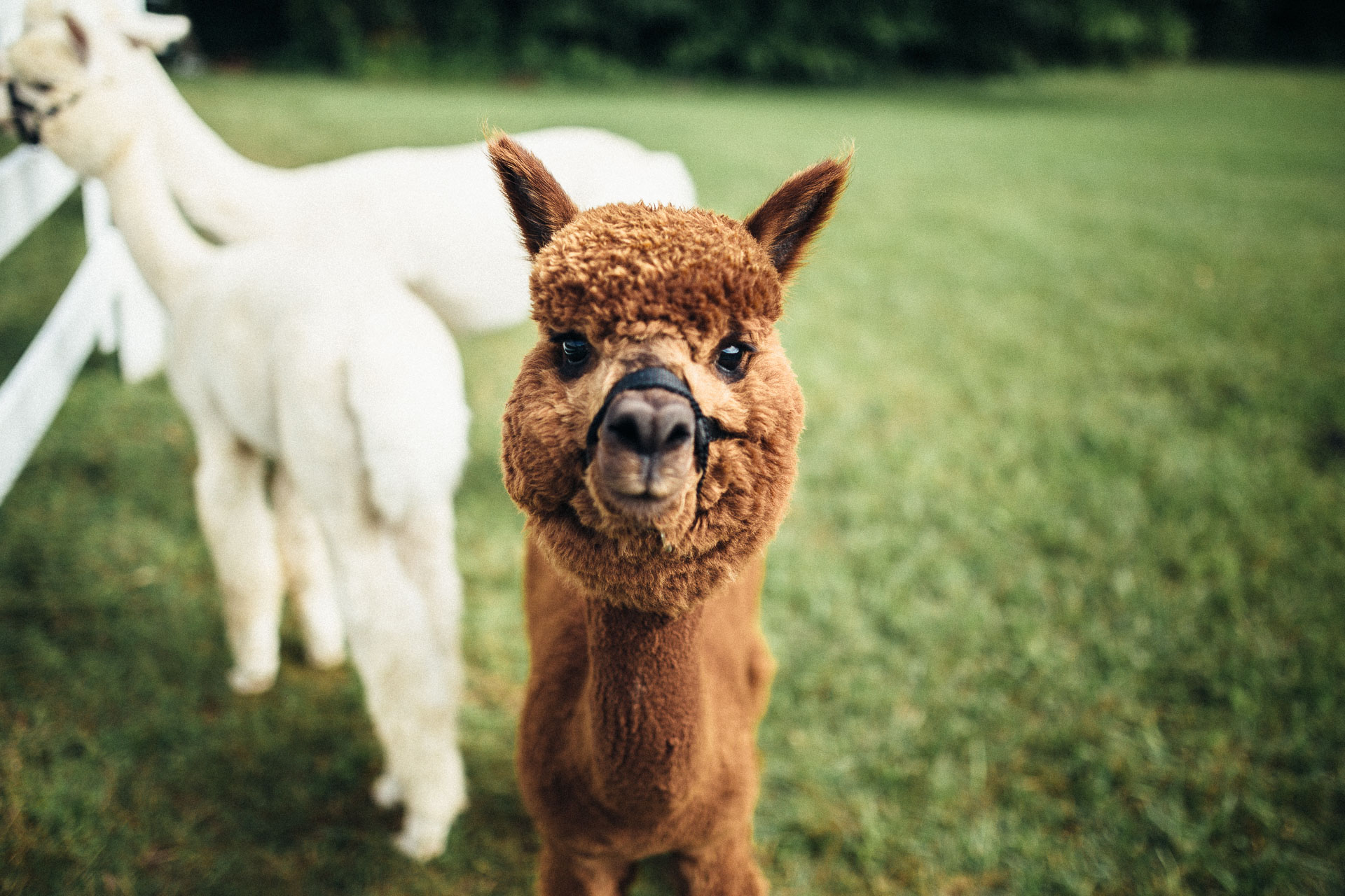 Shawna & Josh Ranch Wedding in Maryland by Jean-Laurent Gaudy Photography
