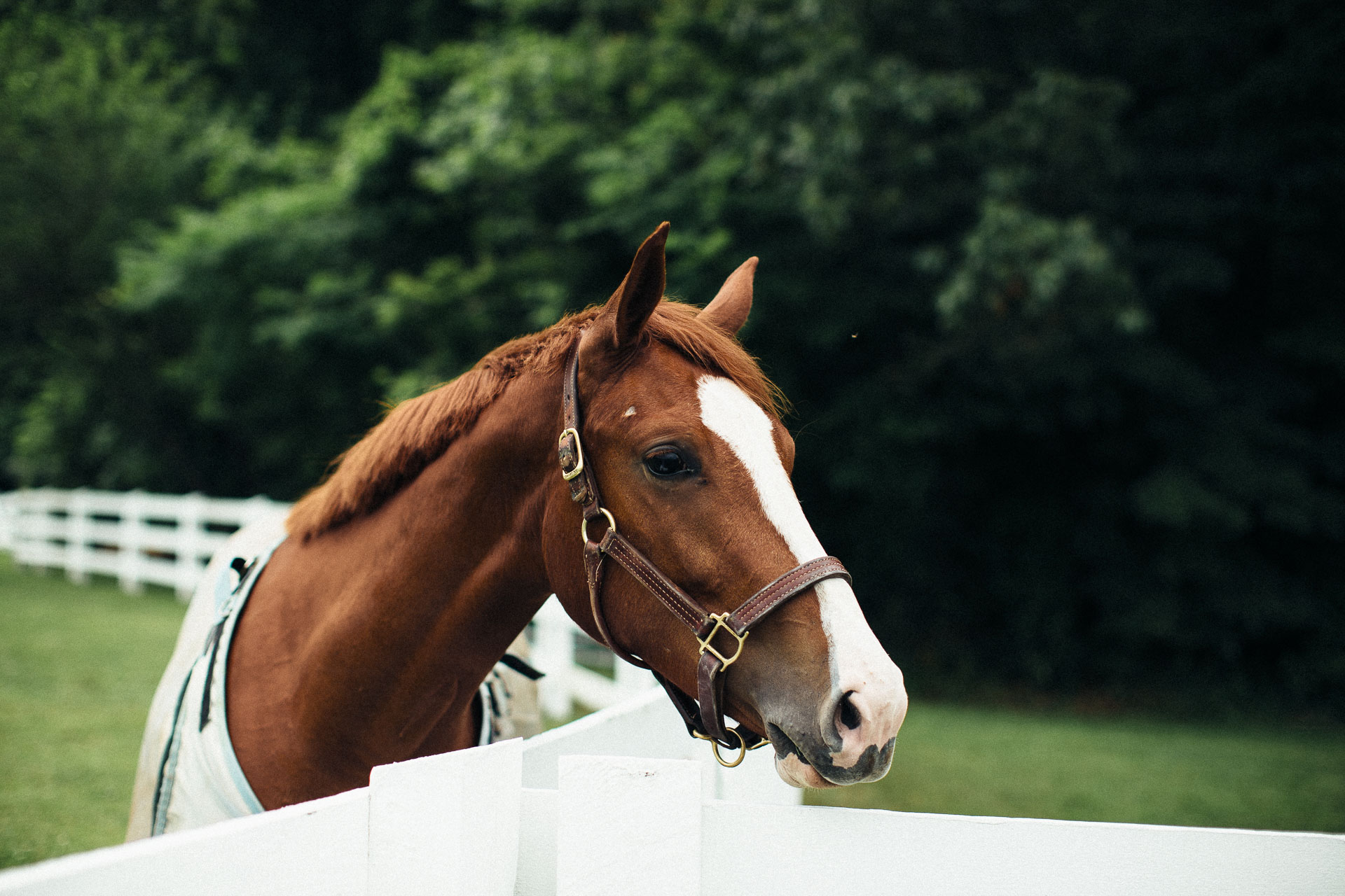Shawna & Josh Ranch Wedding in Maryland by Jean-Laurent Gaudy Photography