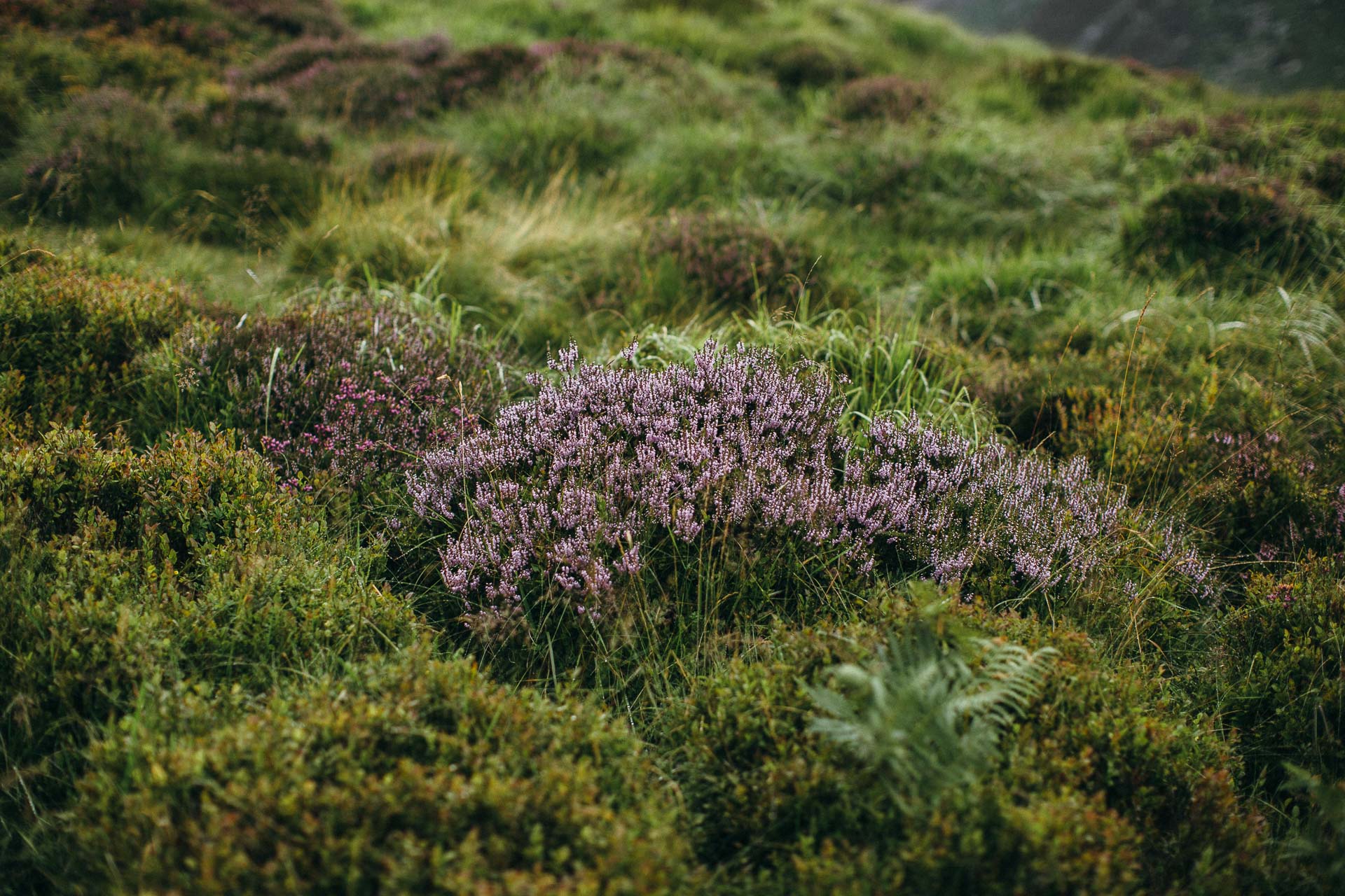 Wicklow Mountains Engagement Session in Ireland by Jean-Laurent Gaudy Photography