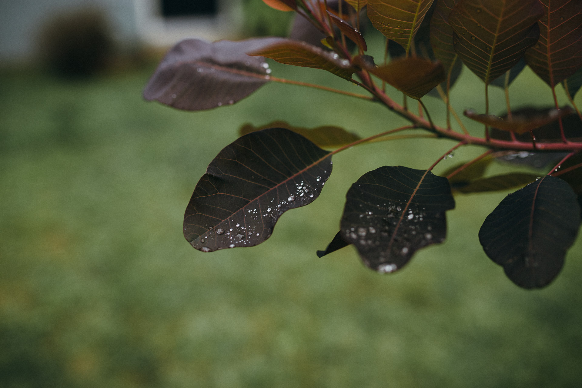 Filiz & Greg Montauk Intimate Wedding by Jean-Laurent Gaudy Photography