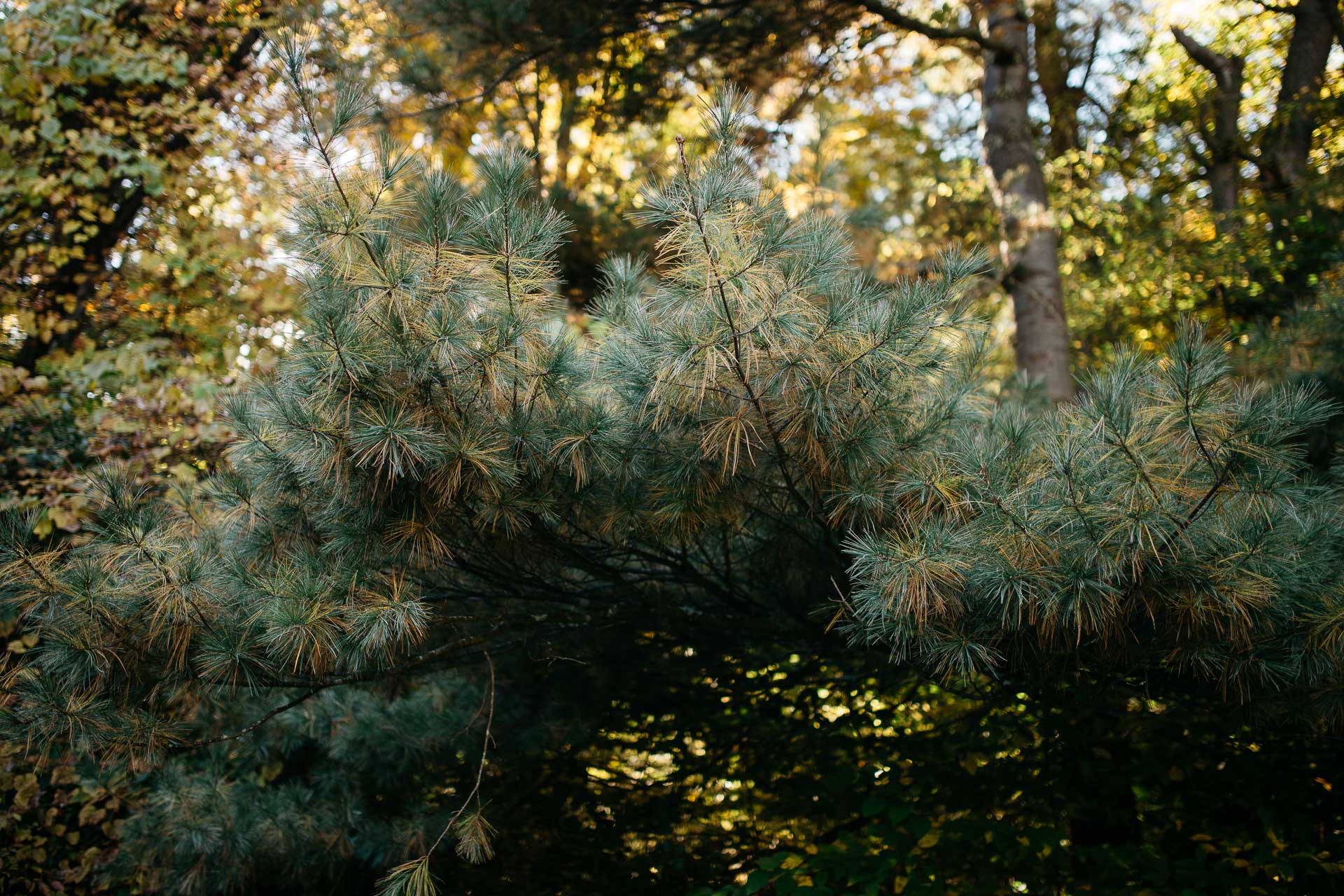 Foxfire Mountain House Elopement by Jean-Laurent Gaudy Photography