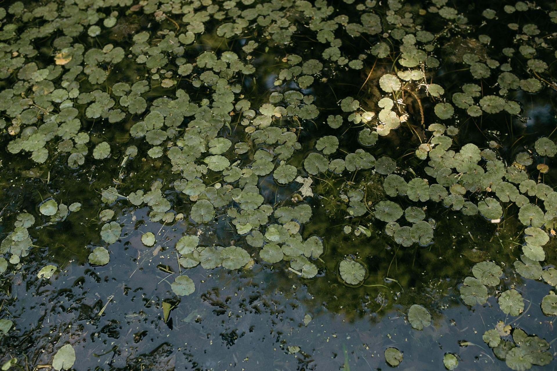 Roxbury Roxbury Barn Wedding in The Catskills Mountains by Jean-Laurent Gaudy Photography Wedding in The Catskills Mountains by Jean-Laurent Gaudy Photography