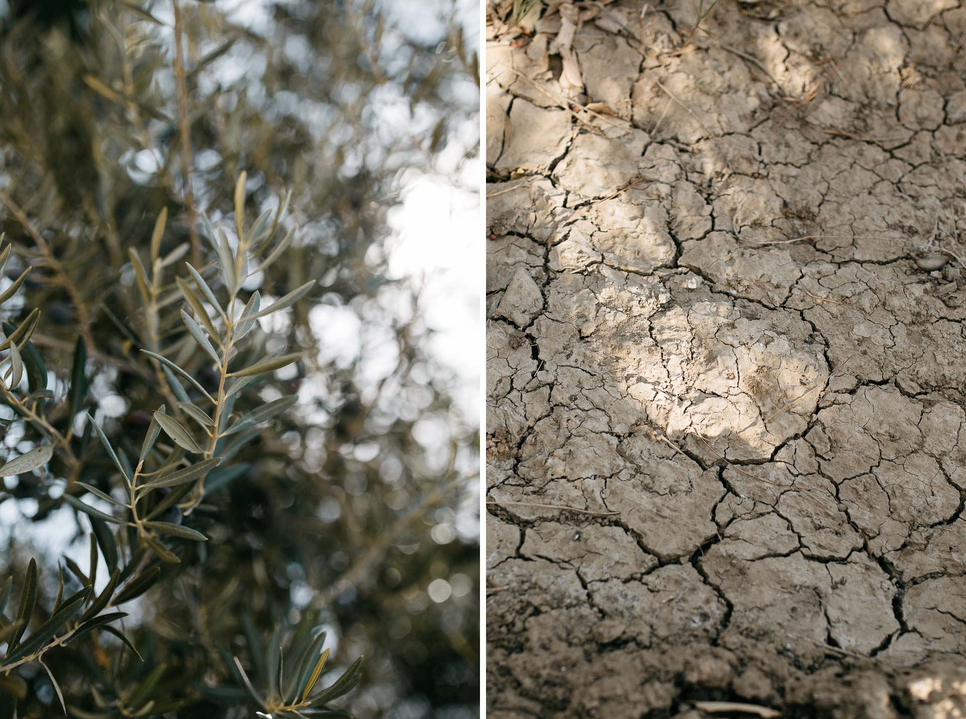 lauren_graham_wedding_california_park_winters_jeanlaurentgaudy_mix005