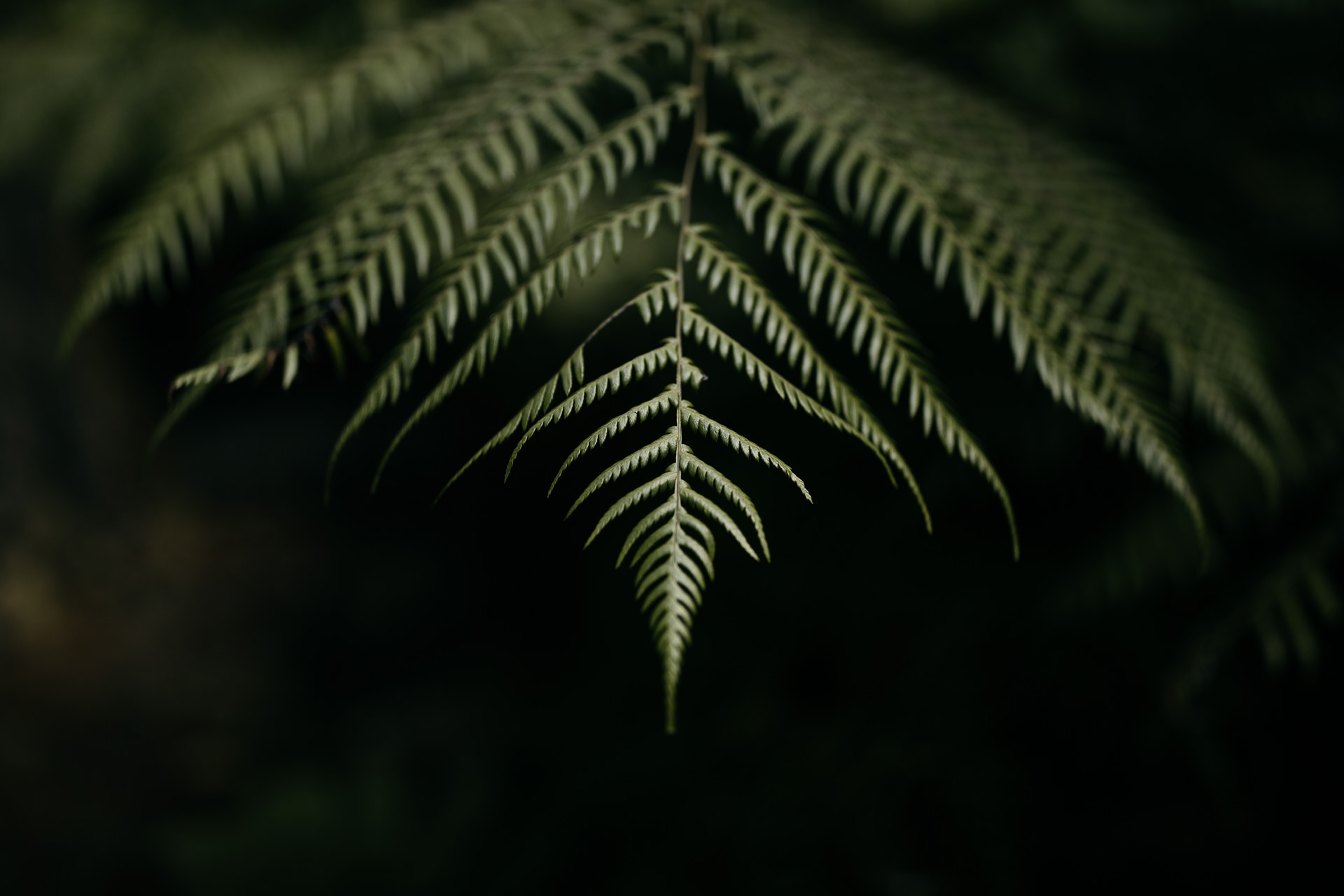 Kira and Fletch Love Session on Kawau Island New Zealand by Jean-Laurent Gaudy