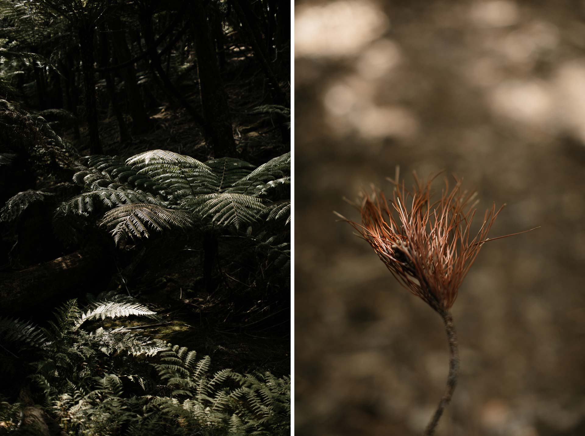 Kira and Fletch Love Session on Kawau Island New Zealand by Jean-Laurent Gaudy
