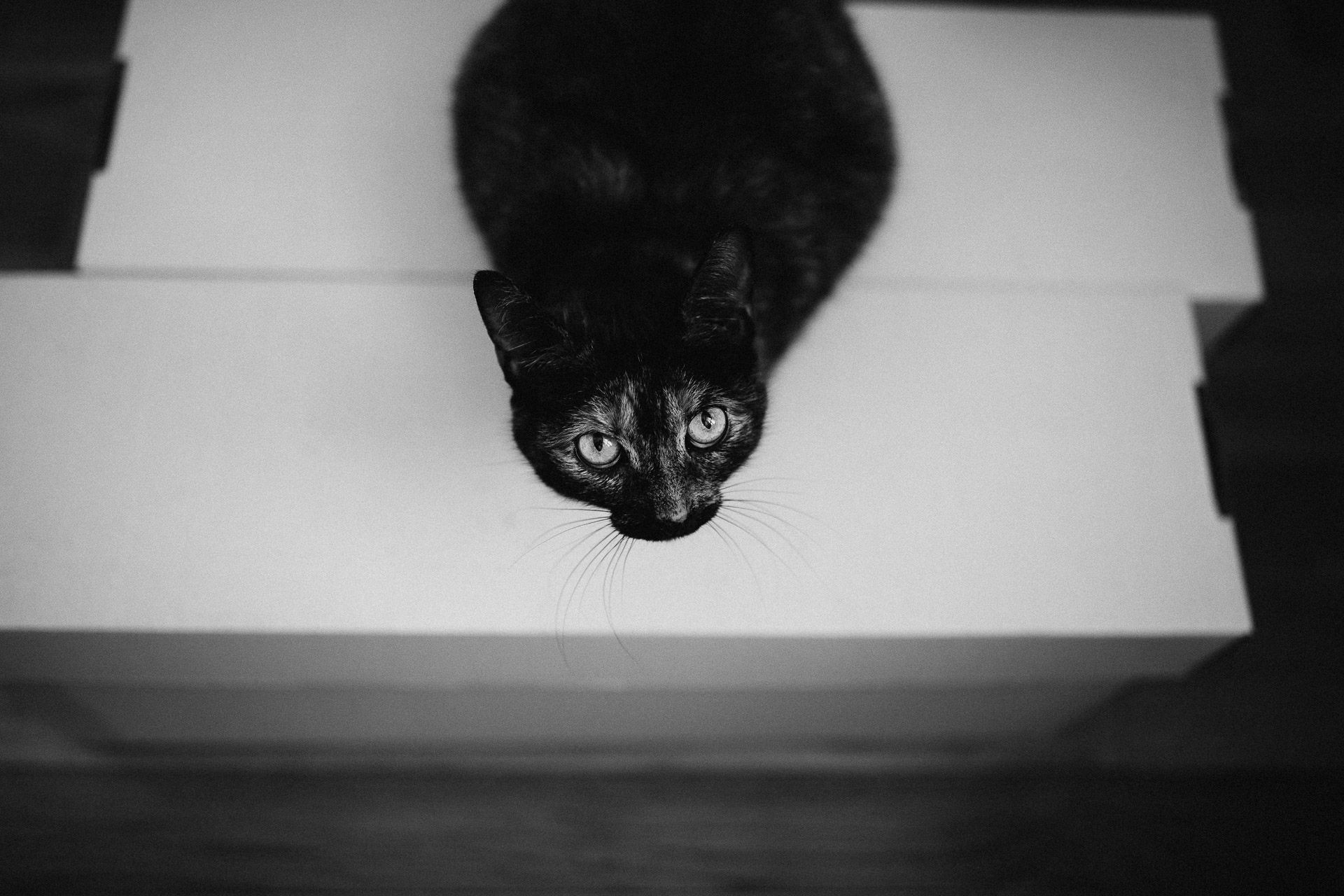 Elopement Untermyer Gardens in New York City by Jean-Laurent Gaudy