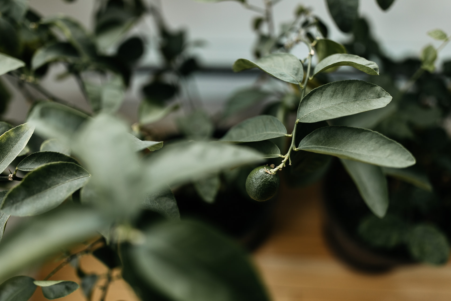 Elopement Untermyer Gardens in New York City by Jean-Laurent Gaudy