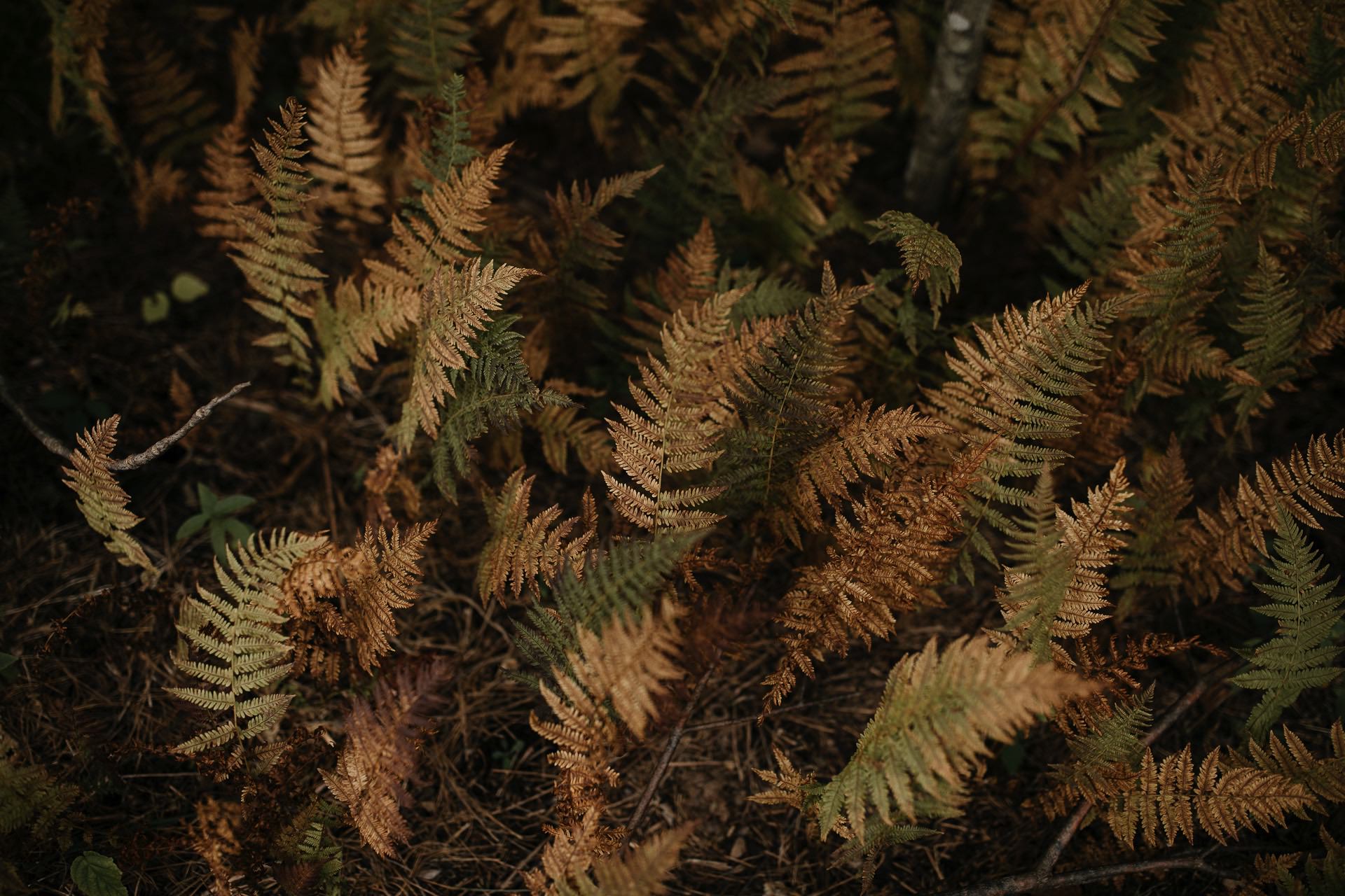 Isabel & Robbie Romantic Catskills Wedding in mount Tremper by Jean-Laurent Gaudy