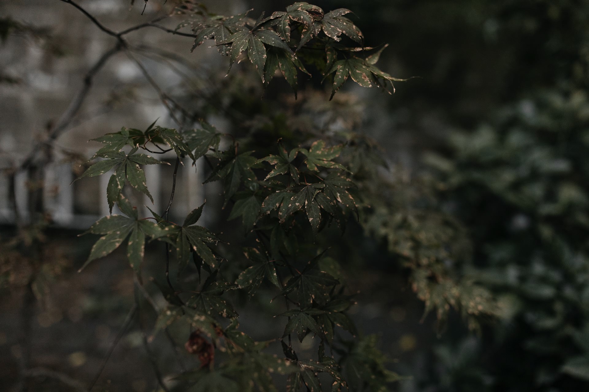 Emmy & Jesse Intimate New York Elopement in West Village, New York, by Jean-Laurent Gaudy