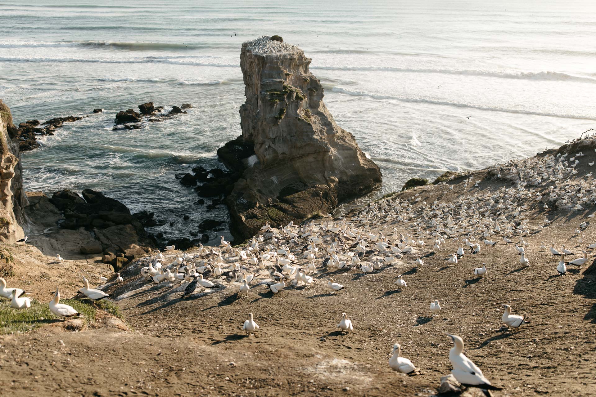 Amy & Daniel Piha Beach Engagement New Zealand by Jean-Laurent Gaudy