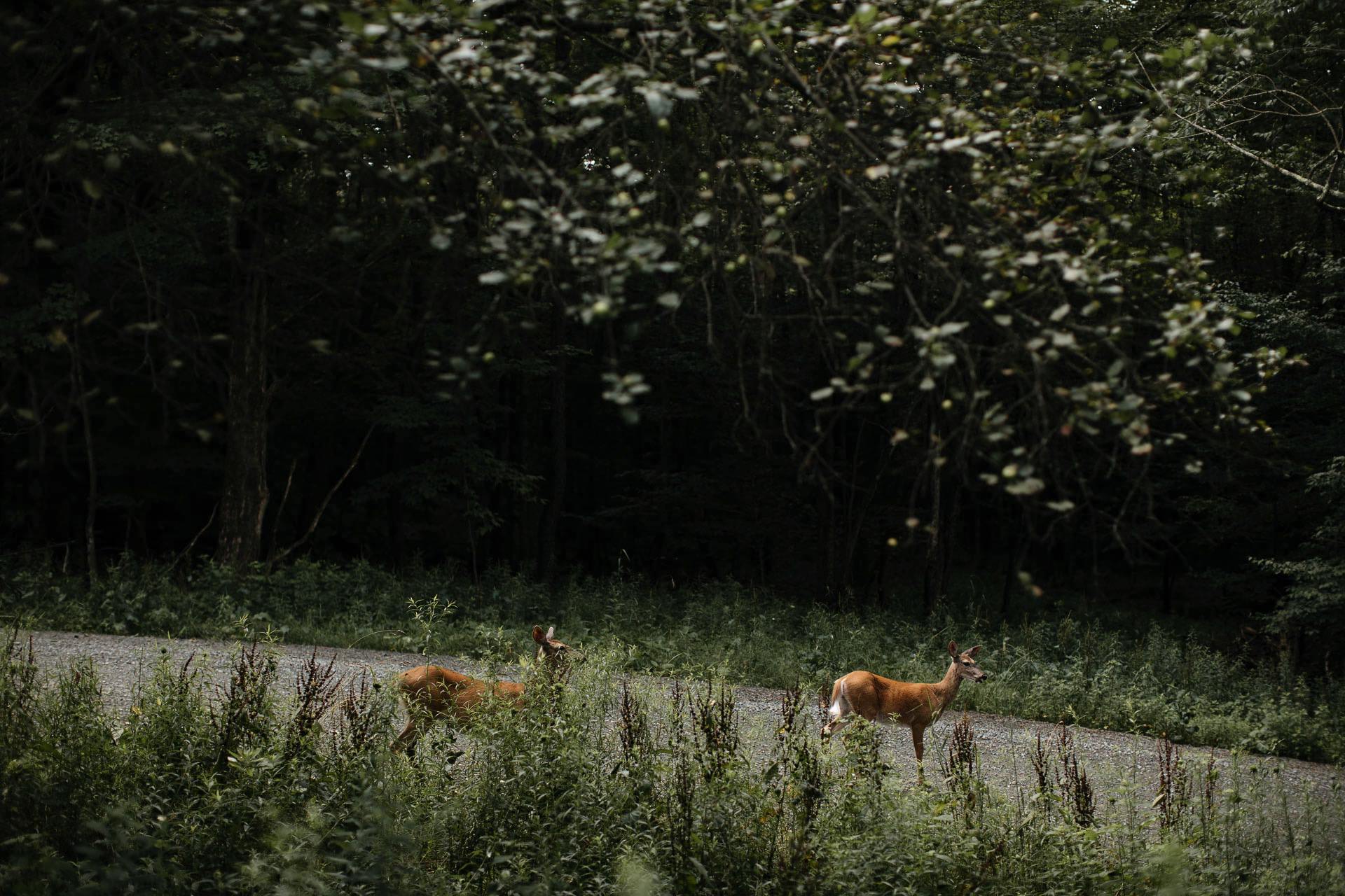 Victoria & Mark Wedding Handsome Hollow, Catskills, by Jean-Laurent Gaudy