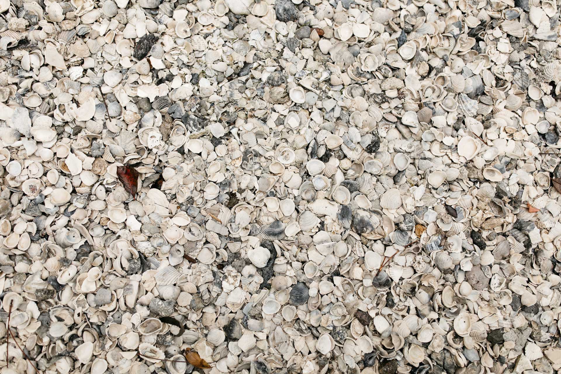 Amelia Island Wedding, Florida, by Jean-Laurent Gaudy