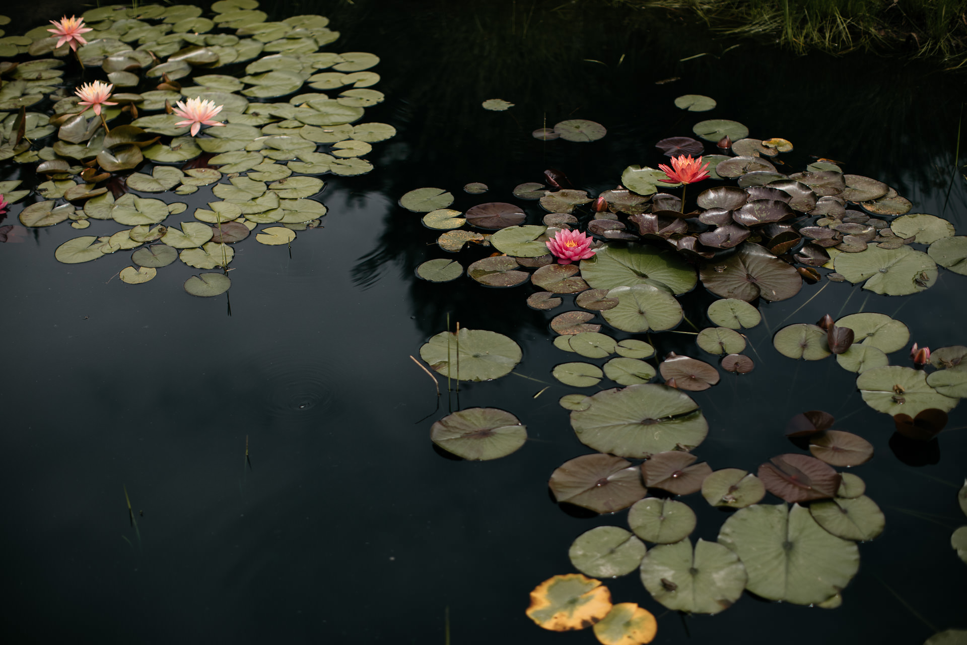 Rachel & David Boho Catskills wedding at Foxfire Moutain House by Jean-Laurent Gaudy
